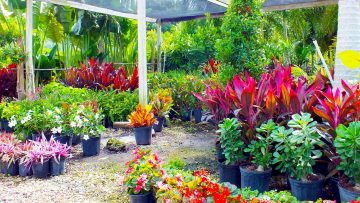 Selecting Nursery Plants